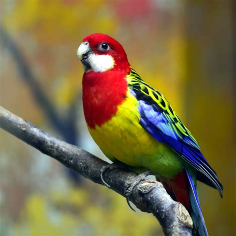 Rosella